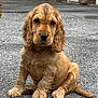 puppy, dog, golden, sitting, outdoor, cute, floppy_ears, fur, pet, animal, young, nose, tail, pavement, closeup, portrait, adorable, brown, canine, companion