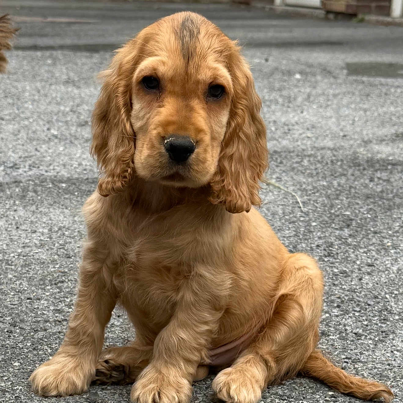 Aston participe au concours pour gagner de l'argent avec cette photo : adorable, animal, brown, canine, closeup, companion, cute, dog, floppy_ears, fur, golden, nose, outdoor, pavement, pet, portrait, puppy, sitting, tail, young
