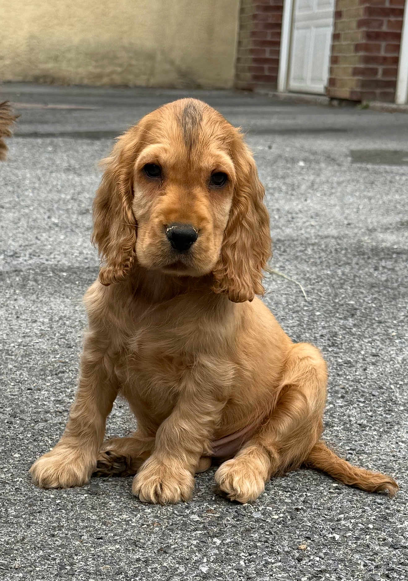 Aston participe au concours pour gagner de l'argent avec cette photo : puppy, dog, golden, sitting, outdoor, cute, floppy_ears, fur, pet, animal, young, nose, tail, pavement, closeup, portrait, adorable, brown, canine, companion