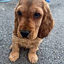Aston participe au concours pour gagner de l'argent avec cette photo : puppy, dog, golden_retriever, close_up, cute, pet, animal, outdoor, pavement, toys, play, young_dog, fur, ears, nose, whiskers, adorable, sitting, background_blur, daylight