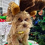 Marley Everett Dill is registered to the contest to win money with this photo: dog, reindeer_antlers, christmas_tree, holiday_decorations, gift_box, festive_lights, green_mat, red_flowers, indoor, pet, cute, fluffy, fur, christmas, seasonal, celebration, decoration, animal, holiday, adorable