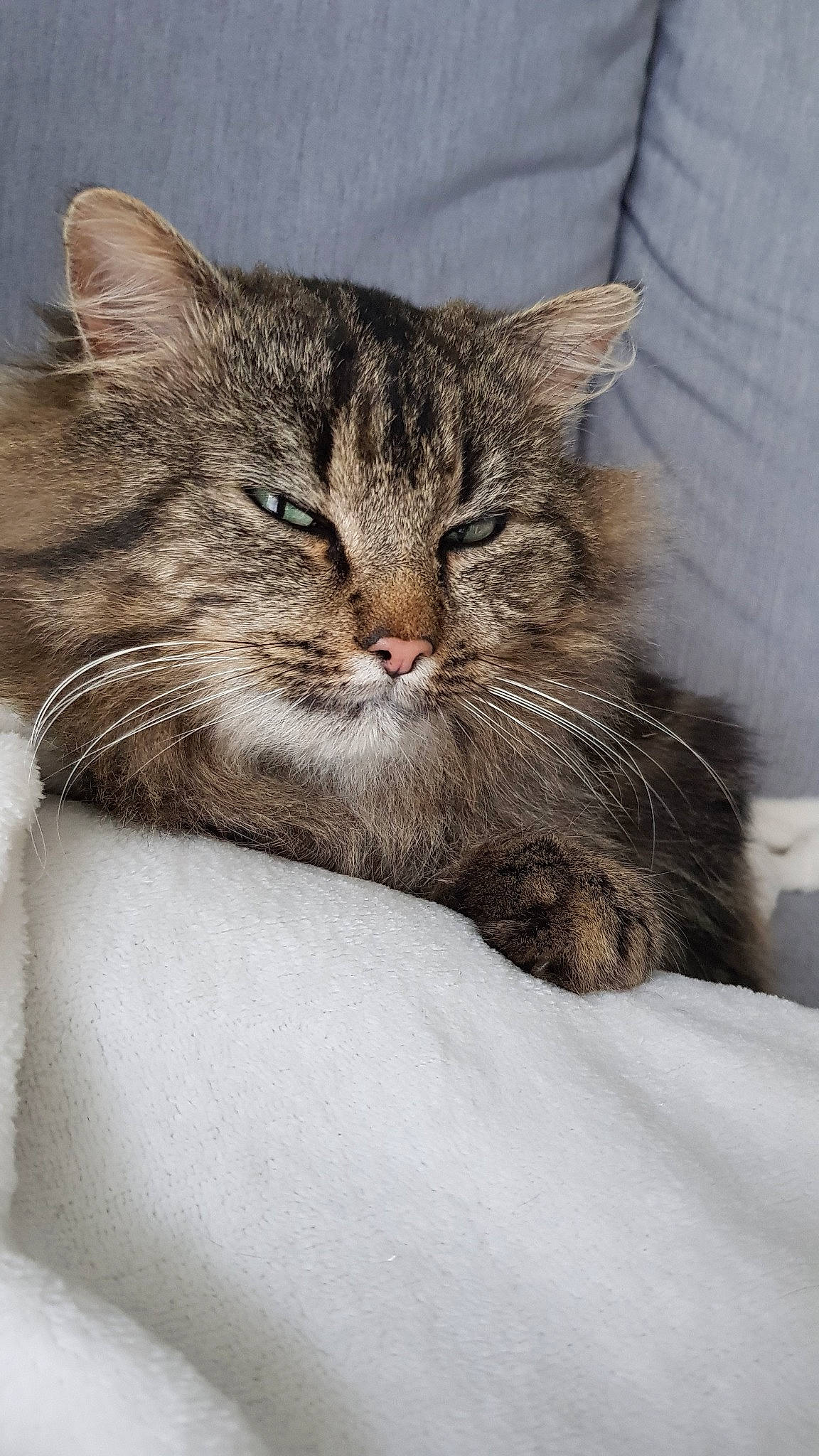 Michou a rejoint le concours — aidez-le/la à gagner de superbes lots ! aegean_cat, asian, british_semi_longhair, carnivore, cat, domestic_short_haired_cat, dragon_li, european_shorthair, felidae, kitten, maine_coon, mammal, norwegian_forest_cat, pixie_bob, siberian, small_to_medium_sized_cats, snout, tabby_cat, vertebrate, whiskers