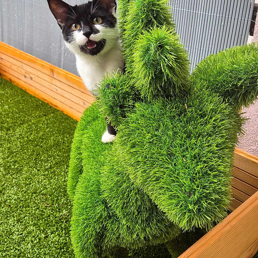Maomao participe au concours pour gagner de l'argent avec cette photo : animal, artificial_turf, black_and_white, cat, curious, daylight, ears, expression, face, fence, grass_sculpture, green, mouth_open, outdoor, pet, playful, rhinoceros_shape, small_enclosure, whiskers, wooden_fence