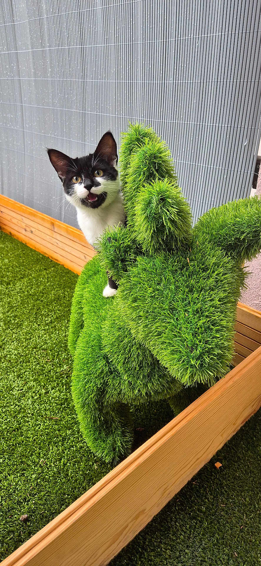 Maomao participe au concours pour gagner de l'argent avec cette photo : cat, black_and_white, grass_sculpture, rhinoceros_shape, artificial_turf, fence, outdoor, curious, playful, pet, animal, green, wooden_fence, expression, mouth_open, ears, whiskers, face, small_enclosure, daylight