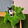 Maomao a rejoint le concours — aidez-le/la à gagner de superbes lots ! kitten, black_and_white_cat, grass_sculpture, artificial_turf, green, pink_wall, plant_pot, dried_plants, wooden_frame, outdoor, pet, animal, cute, playful, small_cat, sculpture, decor, smiling, feline, young_cat