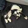 Maomao a rejoint le concours — aidez-le/la à gagner de superbes lots ! cat, black_and_white, sleeping, couch, denim_jeans, paw, pink_paw_pads, relaxed, indoor, feline, fur, whiskers, pet, cozy, resting, curled_up, black_fur, white_fur, soft, domestic_animal