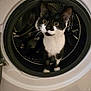 cat, washing_machine, black_and_white, pet, curious, indoor, appliance, animal, fur, whiskers, ears, eyes, household, domestic, kitten, round, metal, door, machine, home