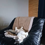 Sushi participe au concours pour gagner de l'argent avec cette photo : armchair, beige_blanket, black_leather, blanket, cat, cozy, cute, domestic_animal, fluffy_cat, furniture, home_sweet, indoor, living_room, pet, relaxed, resting, sleeping_cat, soft_fur, upside_down, wall_decor