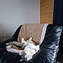 armchair, beige_blanket, black_leather, blanket, cat, cozy, cute, domestic_animal, fluffy_cat, furniture, home_sweet, indoor, living_room, pet, relaxed, resting, sleeping_cat, soft_fur, upside_down, wall_decor