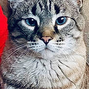 Sam joined the competition — help win amazing prizes! cat, tabby, blue_eyes, whiskers, close_up, portrait, feline, fur, animal, pet, indoor, looking_at_camera, face, mammal, cute, domestic_cat, striped, soft_texture, whisker, ears