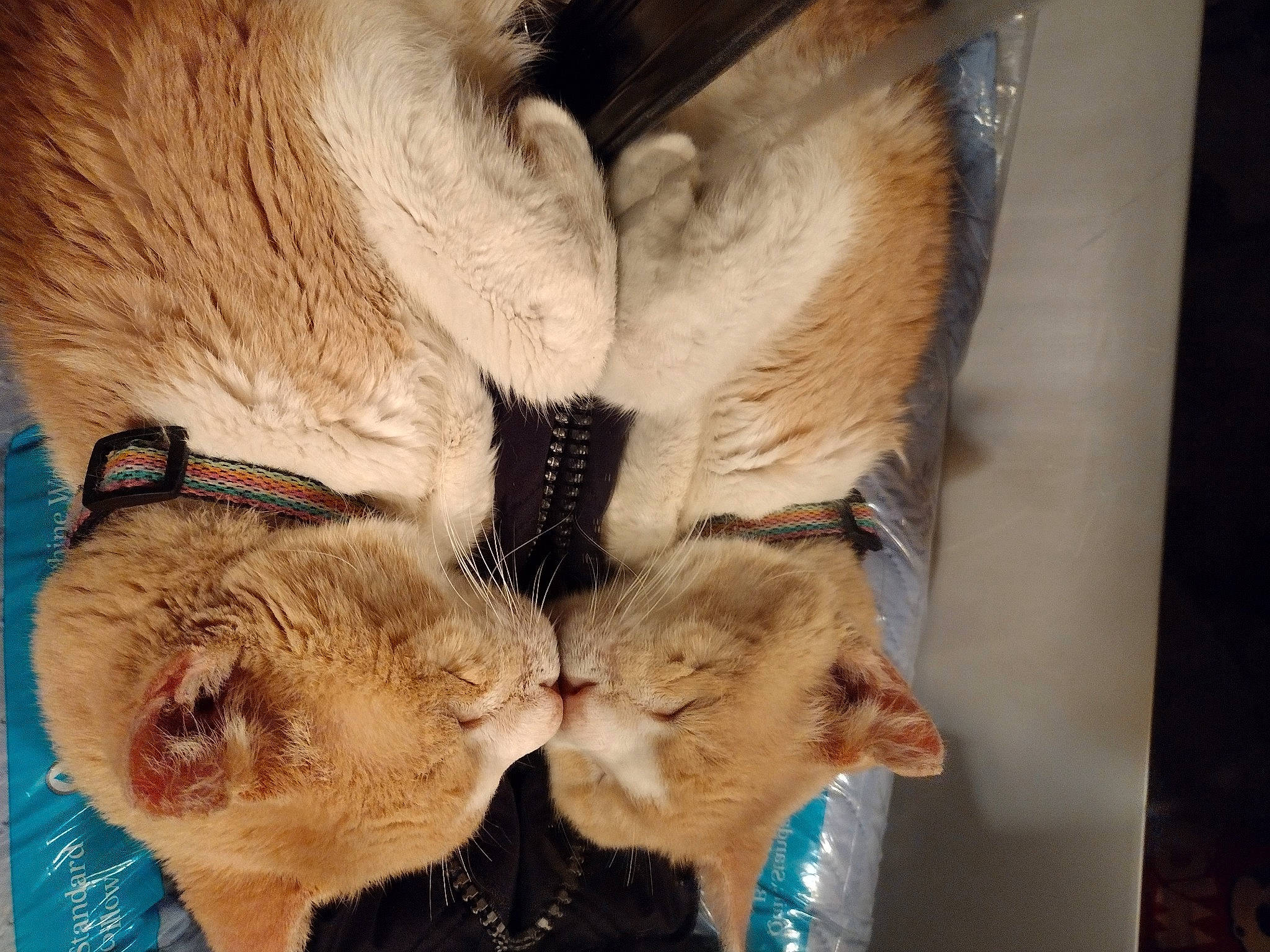 Dallas joined the competition — help win amazing prizes! canidae, carnivore, claw, comfort, companion_dog, dog_breed, fang, fawn, felidae, fur, paw, plant, small_to_medium_sized_cats, snout, sporting_group, tail, terrestrial_animal, whiskers, wildlife, working_animal