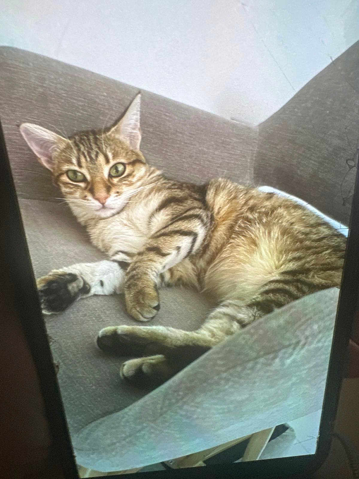 Fifille a rejoint le concours — aidez-le/la à gagner de superbes lots ! cat, tabby, couch, indoor, pet, feline, relaxed, fur, green_eyes, whiskers, paw, animal, domestic_animal, resting, looking, curious, home, furniture, cozy, lounge