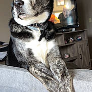 Finnegan is registered to the contest to win money with this photo: animal, brindle, canine, collar, couch, dog, domestic_animal, ears_up, fur, furniture, house, indoor, living_room, pet, portrait, relaxed, resting, side_view, television, wooden_furniture