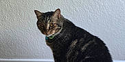 Bobbi is registered to the contest to win money with this photo: cat, tabby, pet, animal, indoor, floor, wooden_floor, white_wall, collar, curious, sitting, looking_back, feline, domestic_cat, striped, whiskers, ears, tail, side_view, mammal