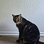 cat, tabby, pet, animal, indoor, floor, wooden_floor, white_wall, collar, curious, sitting, looking_back, feline, domestic_cat, striped, whiskers, ears, tail, side_view, mammal