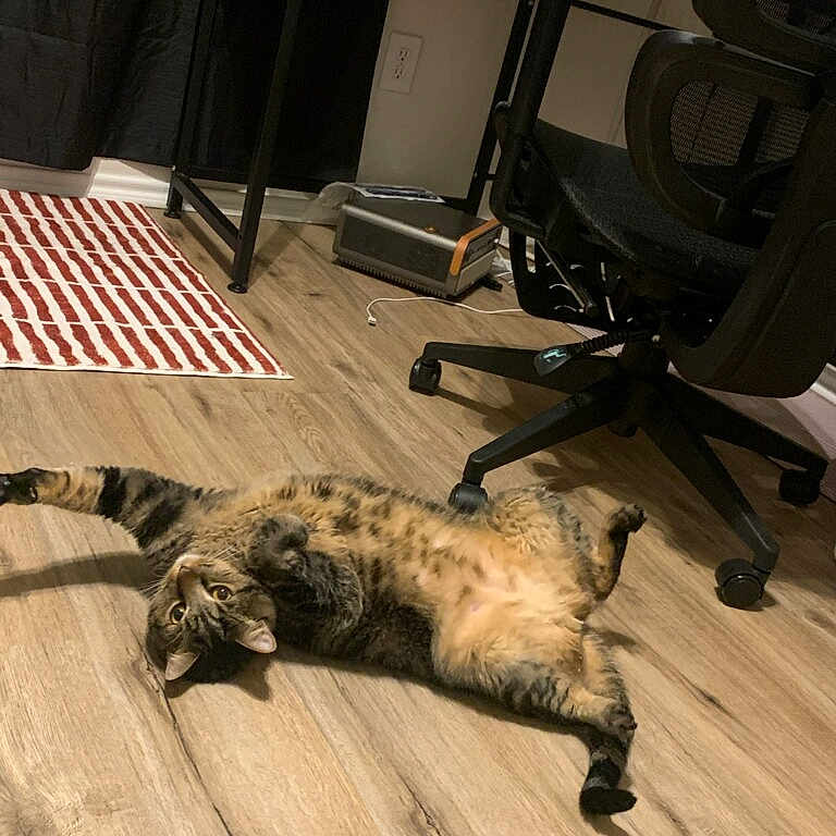 Bobbi is registered to the contest to win money with this photo: animal, carpet, cat, clutter, curious, desk, electronics, floor, fur, furniture, home, indoor, lying_down, office_chair, paw, pet, relaxed, striped_carpet, tabby_cat, wooden_floor