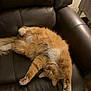 Garfield is registered to the contest to win money with this photo: cat, orange_cat, white_fur, stretching, relaxed, indoor, leather_chair, pet, animal, feline, cozy, fur, paw, whiskers, cute, domestic_cat, resting, home, mammal, cute_pet