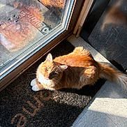 Garfield joined the competition — help win amazing prizes! cat, orange_tabby, welcome_mat, indoor, sunlight, glass_door, curious, feline, pet, floor, shadow, white_paws, door_frame, reflection, cozy, relaxed, animal, domestic, looking_up, fur