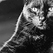 Sharky is registered to the contest to win money with this photo: black_cat, close_up, whiskers, black_and_white, animal, feline, portrait, intense_eyes, fur, pet, mysterious, dark_background, sharp_focus, texture, wildlife, no_humans, nature, cute, domestic_cat, animal_portrait