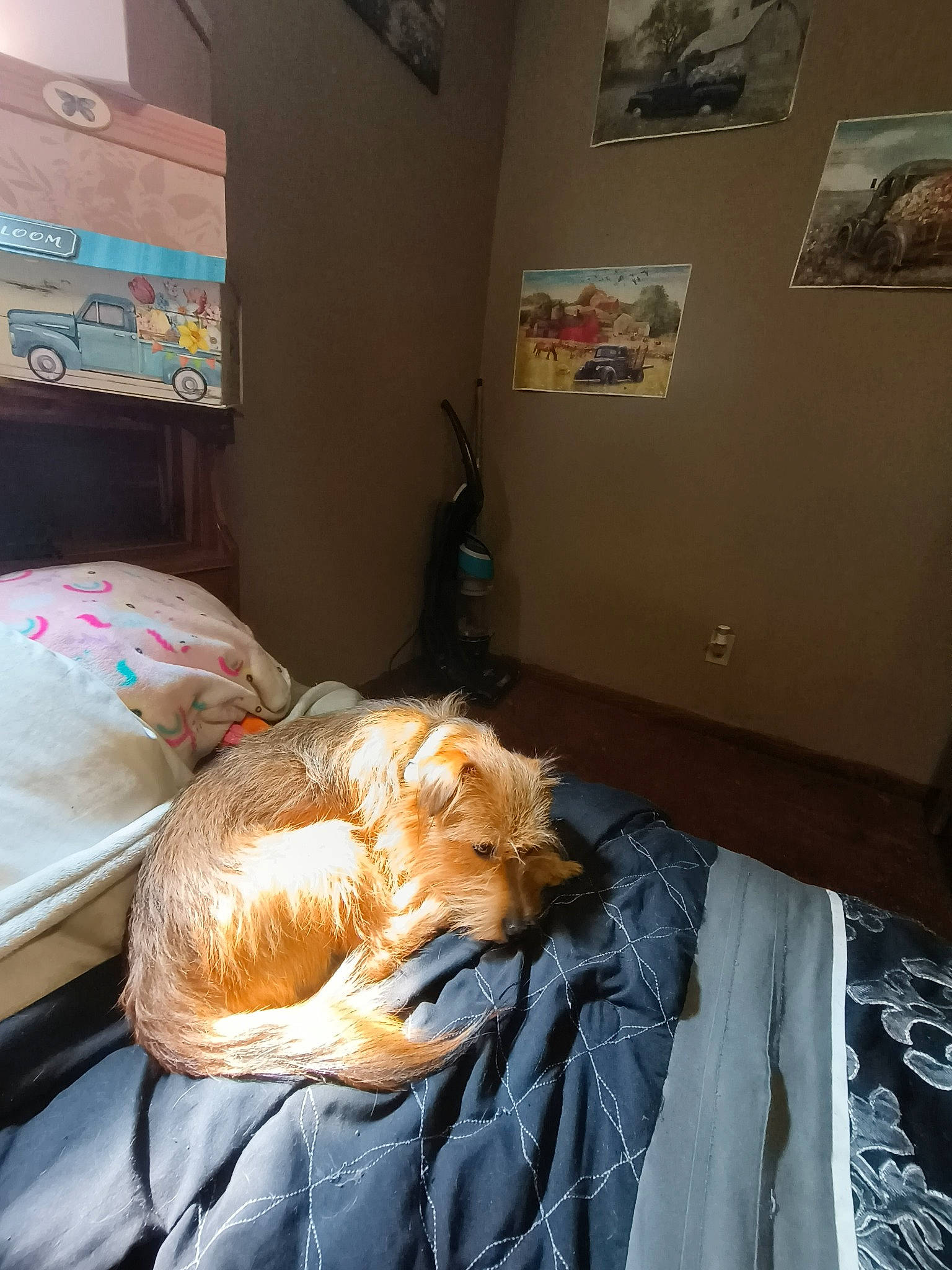 Chace is registered to the contest to win money with this photo: bed, bedding, bedroom, carnivore, comfort, companion_dog, couch, dog, dog_breed, duvet, flooring, fur, hardwood, linens, liver, living_room, picture_frame, room, toy_dog, wood