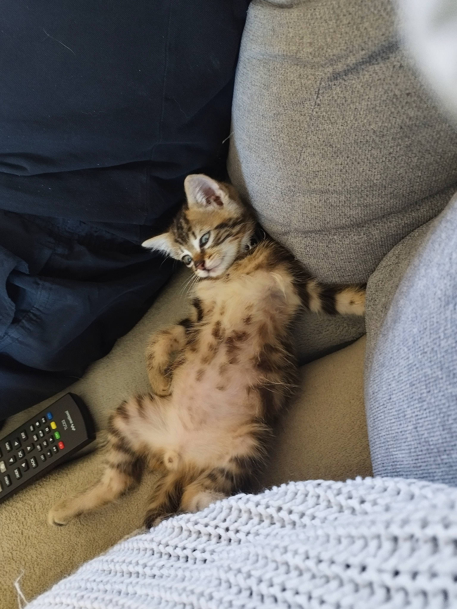 Hercule participe au concours pour gagner de l'argent avec cette photo : carnivore, cat, claw, comfort, communication_device, couch, domestic_short_haired_cat, felidae, fur, grey, linens, mobile_phone, nail, paw, remote_control, small_to_medium_sized_cats, tail, telephone, textile, whiskers