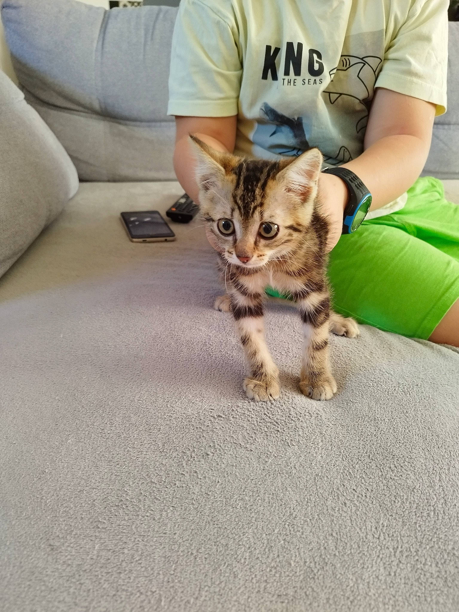 Hercule a rejoint le concours — aidez-le/la à gagner de superbes lots ! canidae, carnivore, cat, claw, comfort, companion_dog, couch, domestic_short_haired_cat, fawn, felidae, flooring, fur, paw, sitting, small_to_medium_sized_cats, t_shirt, tail, watch, whiskers, wildlife