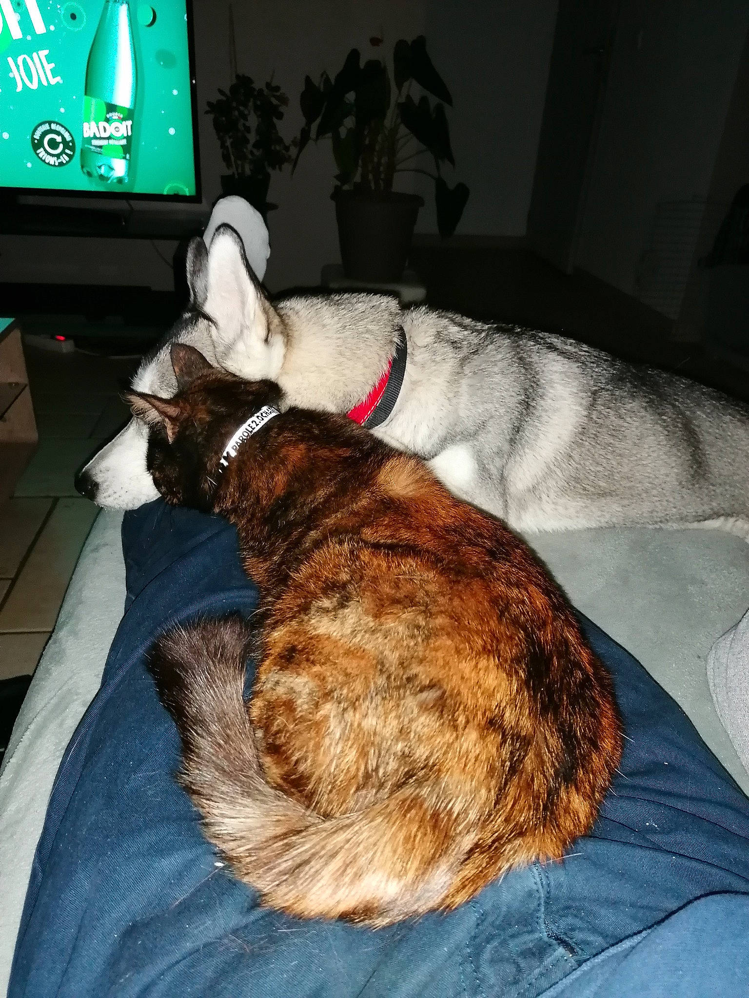 Orphée a rejoint le concours — aidez-le/la à gagner de superbes lots ! carnivore, cat, collar, comfort, companion_dog, dog_breed, domestic_short_haired_cat, fawn, felidae, fur, home_appliance, linens, nap, paw, small_to_medium_sized_cats, snout, sporting_group, tail, television, whiskers