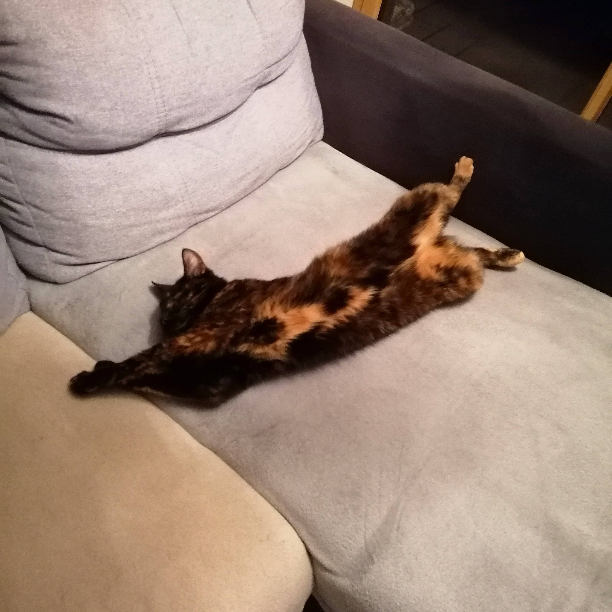 Orphée participe au concours pour gagner de l'argent avec cette photo : bed, carnivore, cat, comfort, couch, domestic_short_haired_cat, elbow, felidae, fur, human_leg, lap, linens, paw, room, small_to_medium_sized_cats, tail, thigh, vertebrate, whiskers, wood