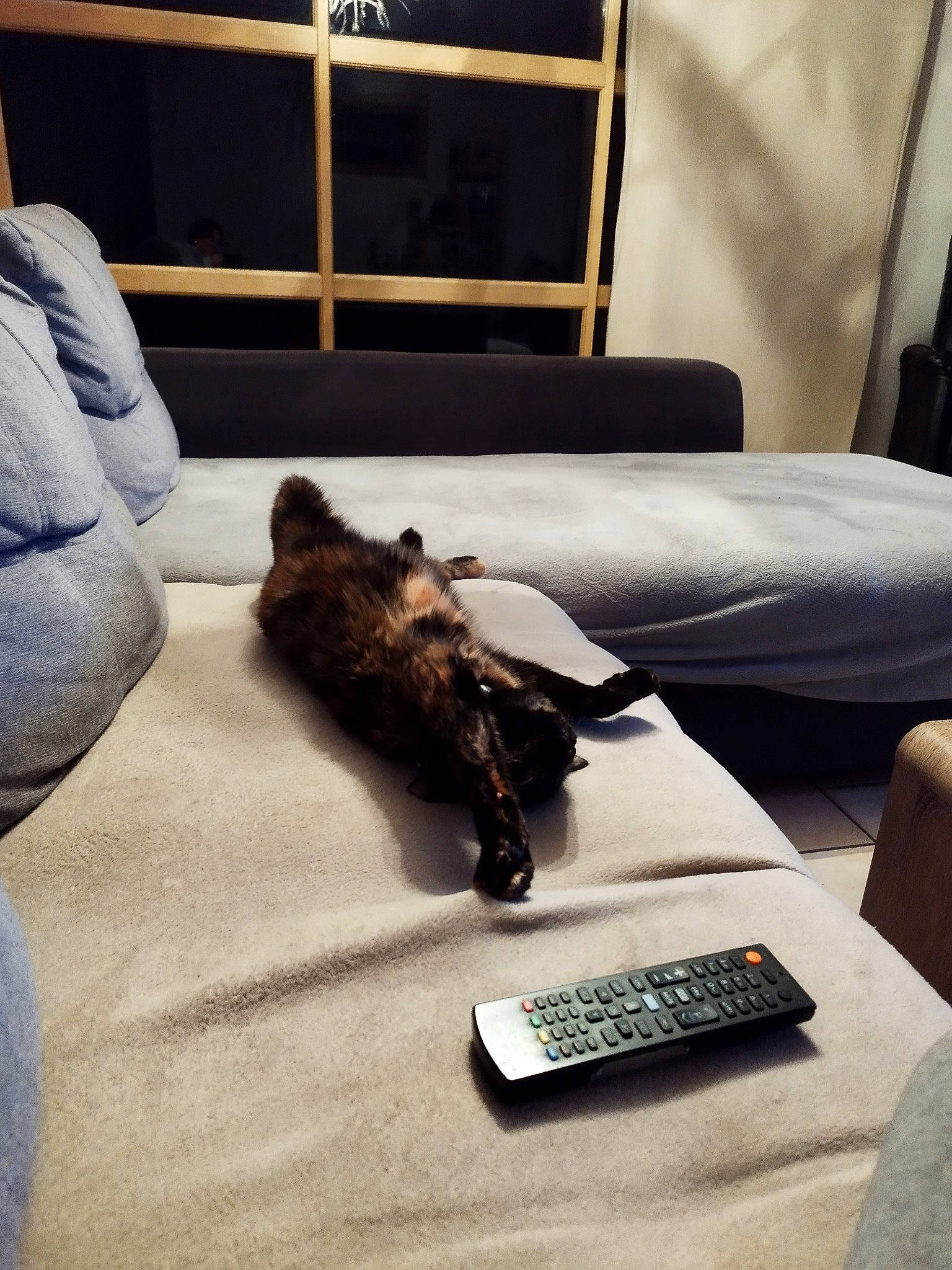 Orphée participe au concours pour gagner de l'argent avec cette photo : bedding, bedroom, carnivore, cat, comfort, companion_dog, couch, felidae, floor, flooring, fur, grey, hardwood, linens, living_room, mammal, small_to_medium_sized_cats, table, whiskers, wood