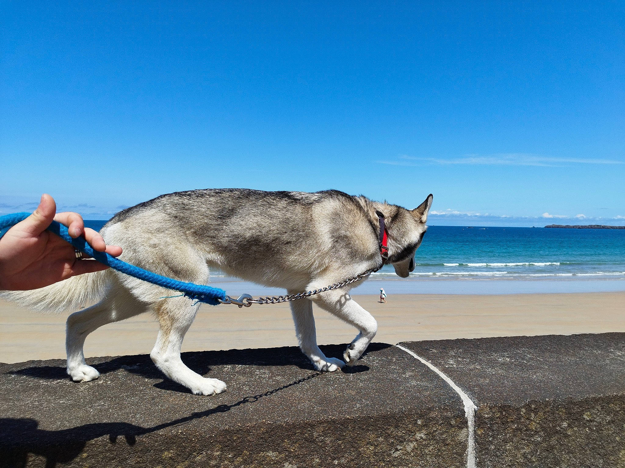 Kira a rejoint le concours — aidez-le/la à gagner de superbes lots ! beach, canidae, carnivore, cloud, collar, dog, dog_breed, dog_collar, dog_supply, electric_blue, fashion_accessory, fawn, leash, ocean, pet_supply, sky, sporting_group, tail, water, working_animal