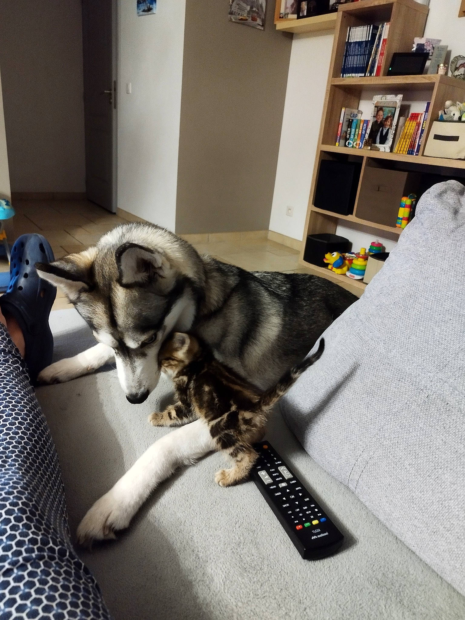 Kira participe au concours pour gagner de l'argent avec cette photo : bookcase, carnivore, comfort, companion_dog, couch, dog, dog_breed, door, fawn, floor, flooring, grey, linens, picture_frame, room, shelf, small_to_medium_sized_cats, snout, tail, working_animal