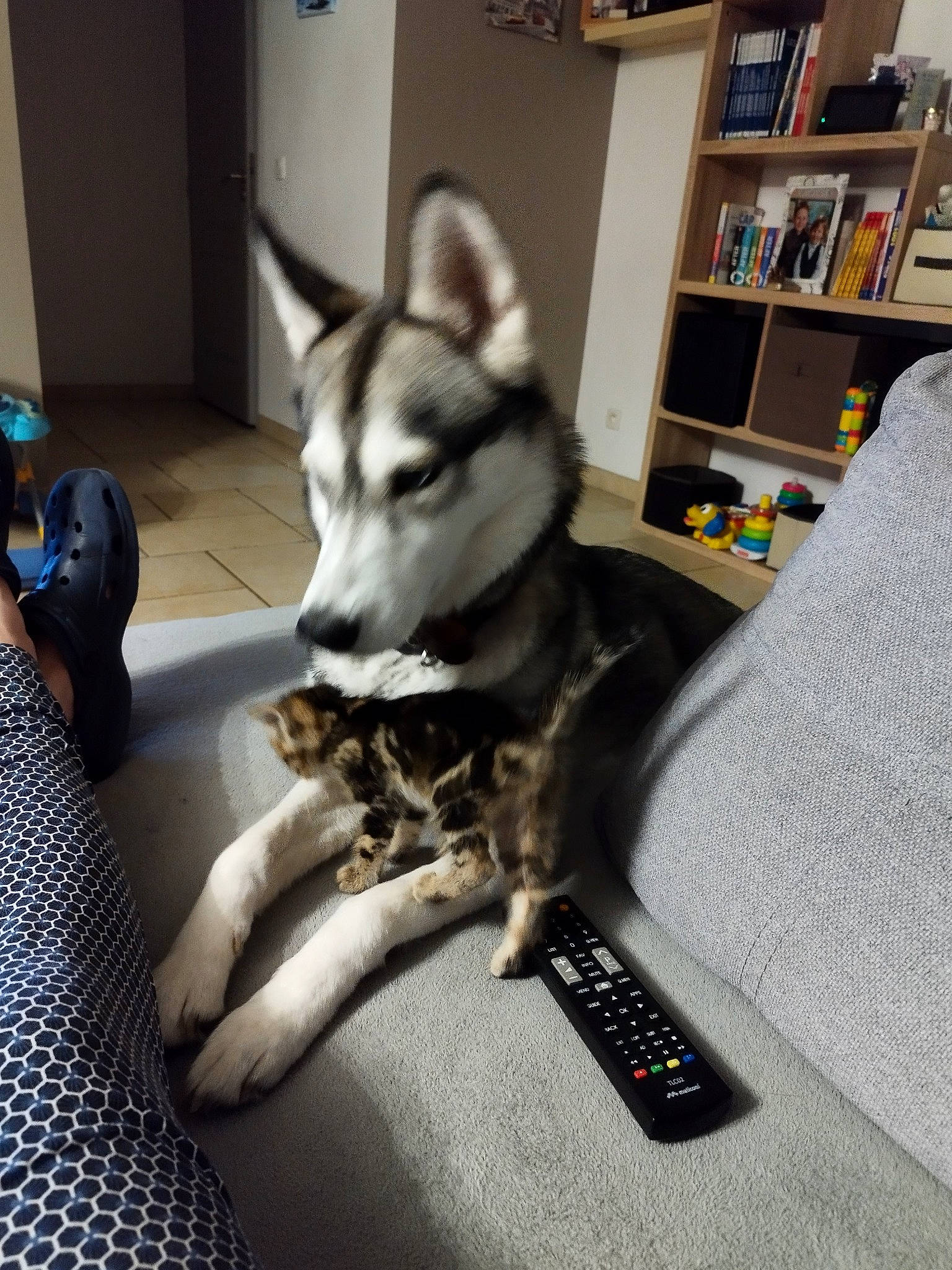 Kira a rejoint le concours — aidez-le/la à gagner de superbes lots ! bookcase, carnivore, comfort, companion_dog, couch, dog, dog_breed, flooring, fur, grey, paw, picture_frame, shelf, shelving, siberian_husky, sled_dog, snout, whiskers, wolf, working_animal