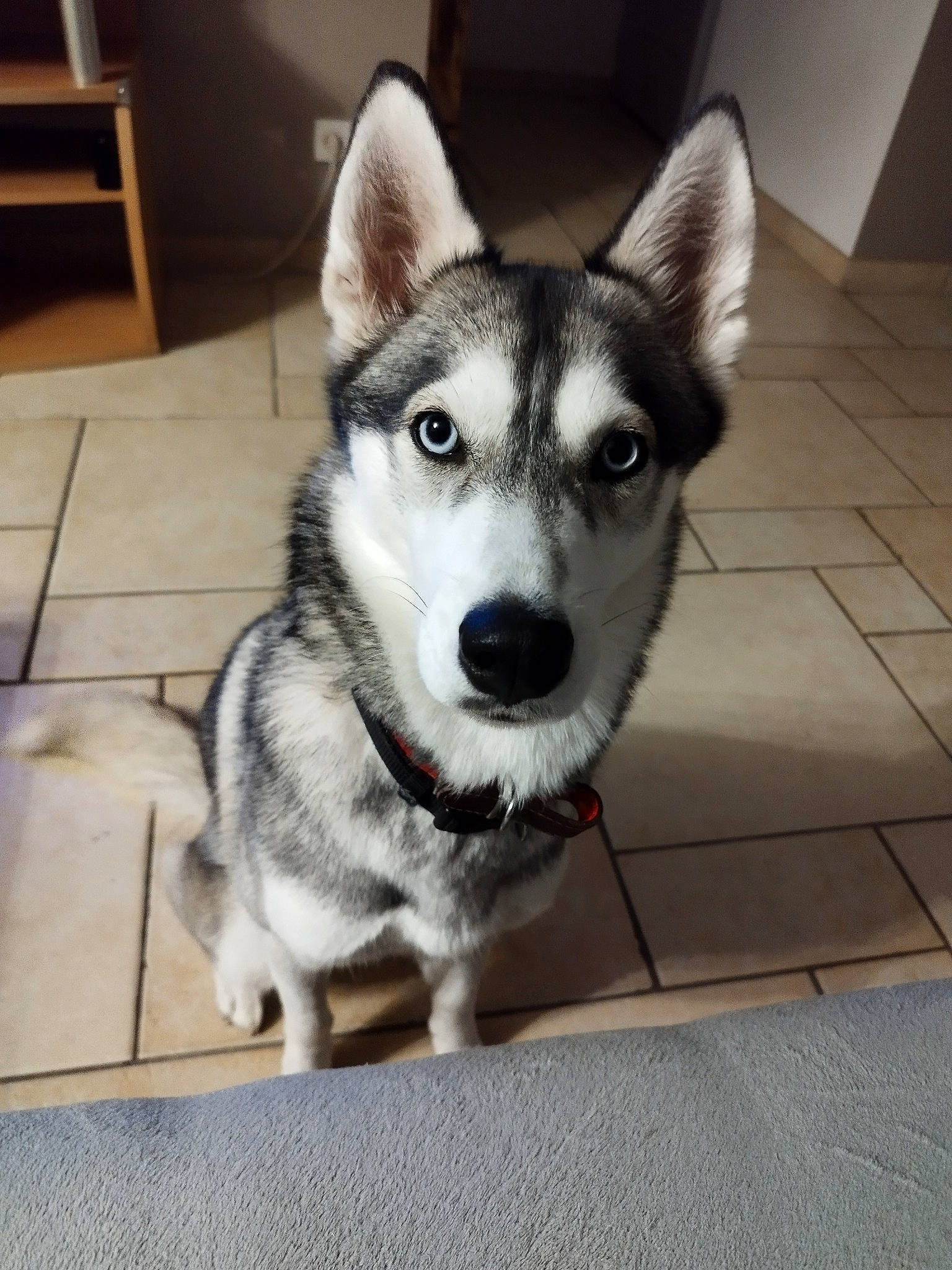 Kira a rejoint le concours — aidez-le/la à gagner de superbes lots ! canidae, carnivore, chair, companion_dog, dog, dog_breed, eye, flooring, food, fur, head, jaw, siberian_husky, sled_dog, snout, tail, terrestrial_animal, whiskers, working_animal, working_dog