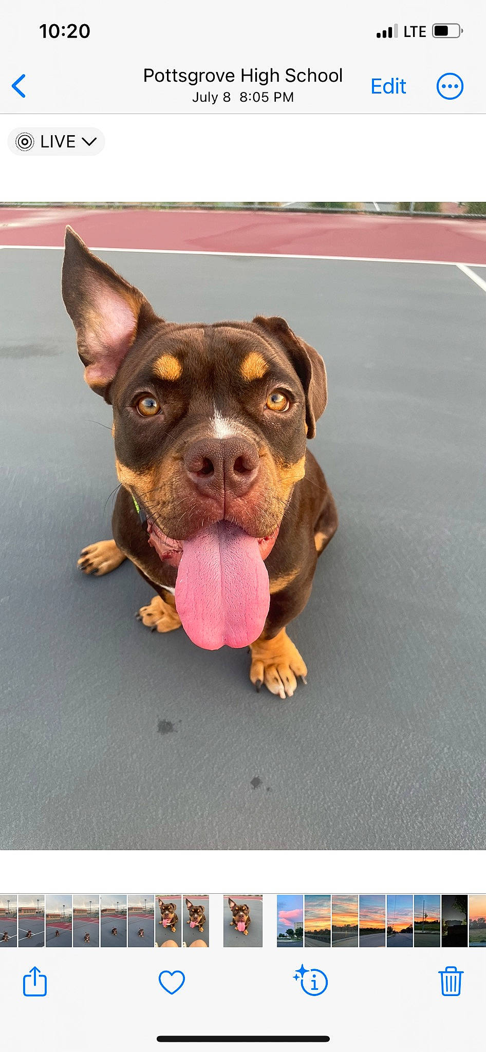 Wynnie joined the competition — help win amazing prizes! asphalt, boston_terrier, carnivore, collar, companion_dog, dog, dog_breed, dog_collar, fawn, guard_dog, paw, recipe, road_surface, snout, sporting_group, street_dog, terrestrial_animal, toy_dog, working_animal, working_dog