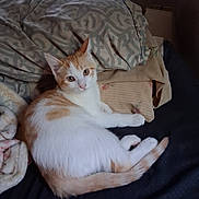 Angel is registered to the contest to win money with this photo: animal, bed, blanket, cat, comfort, cozy, cute, domestic, ears, feline, fur, indoor, looking, orange_and_white, pet, pillow, relaxed, resting, tail, whiskers