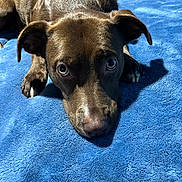 Millie is registered to the contest to win money with this photo: dog, brown_dog, pet, lying_down, blue_blanket, close_up, indoor, animal, cute, looking_up, fur, paw, snout, ears, shadow, sunlight, cozy, bed, resting, companion
