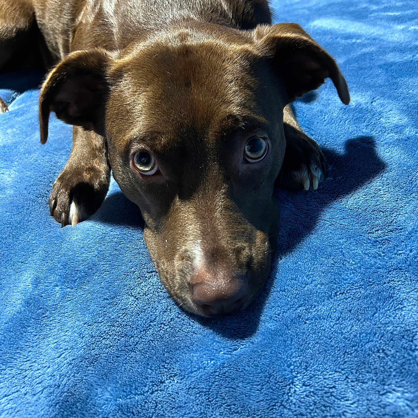 Millie is registered to the contest to win money with this photo: dog, brown_dog, pet, lying_down, blue_blanket, close_up, indoor, animal, cute, looking_up, fur, paw, snout, ears, shadow, sunlight, cozy, bed, resting, companion