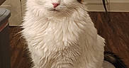 Poppy joined the competition — help win amazing prizes! cat, fluffy, white, brown_patches, pet, indoor, furniture, table, decor, wooden_floor, curious, sitting, looking, animal, domestic, eyes, ears, fur, cozy, home