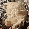 Poppy is registered to the contest to win money with this photo: cat, fluffy, lying_down, blanket, patterned, paw, tattoo, arm, indoor, cozy, relaxed, fur, white, brown, pet, cute, animal, soft, resting, comfort
