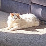 Poppy is registered to the contest to win money with this photo: cat, fluffy, white, brown, carpet, sunlight, indoor, furniture, couch, pet, animal, relaxed, resting, fur, domestic, cozy, shadow, home, laying, mammal