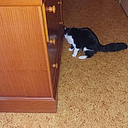 Frimousse participe au concours pour gagner de l'argent avec cette photo : cat, black_and_white, furniture, dresser, drawer, floor, indoor, door, curious, pet, animal, wood, cabinet, knob, flooring, domestic, house, curiosity, room, exploring
