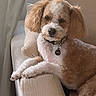 dog, puppy, pet, curly_coat, brown_and_white, floppy_ears, collar, tag, sitting, lounging, armchair, cushion, indoor, home, curtain, portrait, cute, looking_at_camera, second_dog, phone_screenshot
