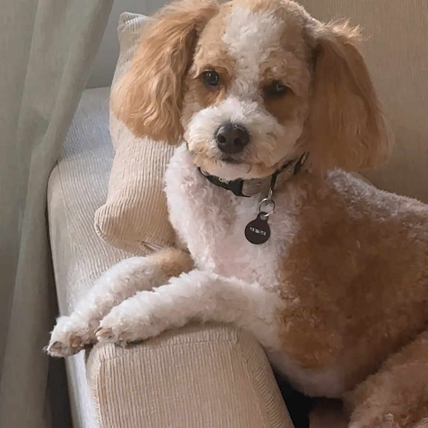 Buddy