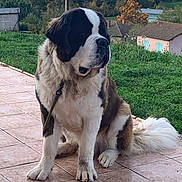 Vulcain participe au concours pour gagner de l'argent avec cette photo : dog, saint_bernard, pet, outdoor, grass, tile_floor, leash, large_dog, sitting, fur, canine, mammal, nature, house, rural, daylight, animal, companion, quiet, calm