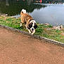 Vulcain a rejoint le concours — aidez-le/la à gagner de superbes lots ! dog, saint_bernard, water, lake, grass, path, rocks, trees, outdoor, nature, reflection, animal, pet, walking, canine, fur, tongue, calm, scenery, daytime