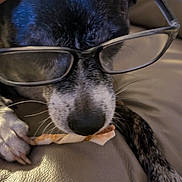 Jeff Hanback joined the competition — help win amazing prizes! dog, glasses, chew_treat, close_up, black_and_white_fur, paw, leather_couch, pet, animal, indoor, resting, snout, whiskers, funny, cute, domestic_animal, muzzle, relaxed, companion, portrait