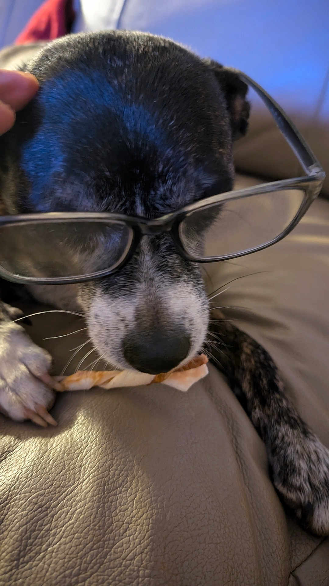 Jeff Hanback joined the competition — help win amazing prizes! dog, glasses, chew_treat, close_up, black_and_white_fur, paw, leather_couch, pet, animal, indoor, resting, snout, whiskers, funny, cute, domestic_animal, muzzle, relaxed, companion, portrait