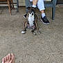 dog, brindle, porch, concrete, person, chair, foot, casual, relaxed, seated, white_pants, pink_shirt, outdoor, animal, pet, looking_at_camera, front_paws, human_leg, black_shoes, wooden_chair