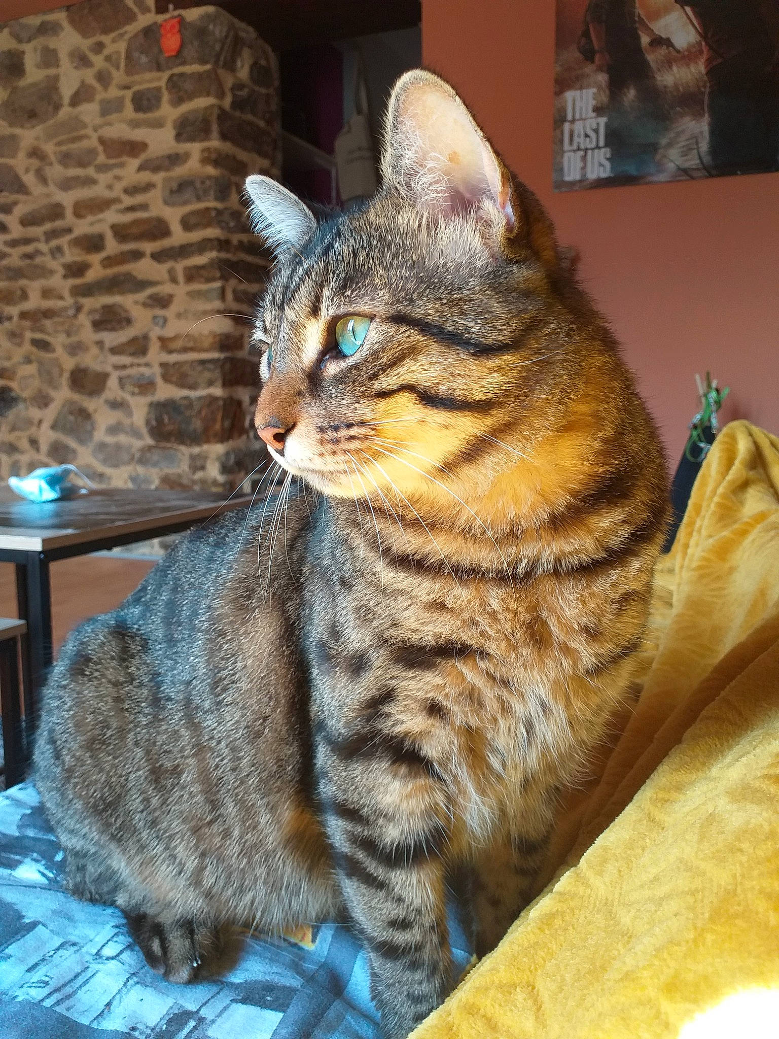 Tigrou a rejoint le concours — aidez-le/la à gagner de superbes lots ! blue, carnivore, cat, comfort, domestic_short_haired_cat, felidae, fur, iris, paw, sitting, small_to_medium_sized_cats, snout, tail, terrestrial_animal, whiskers, wildlife, window