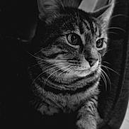 Tigrou participe au concours pour gagner de l'argent avec cette photo : cat, tabby, close_up, black_and_white, whiskers, paw, feline, pet, animal, relaxed, indoor, fur, portrait, face, ears, eyes, resting, comfort, texture, soft
